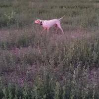 Poi entrerà inglese giovane