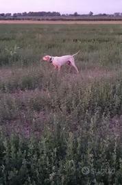 Poi entrerà inglese giovane