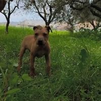 Cucciolo di Pitbull