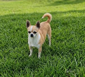 Chihuahua adulta pedigree enci