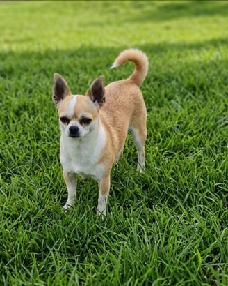 Chihuahua adulta pedigree enci