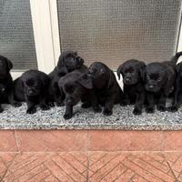 Cani Labrador nero