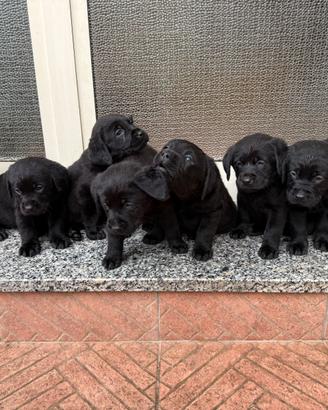 Cani Labrador nero