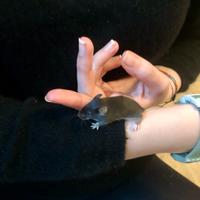 Cuccioli di topolini mus musculus