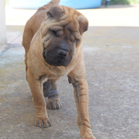 Simil sharpei ,Anita cucciola di 1 anno