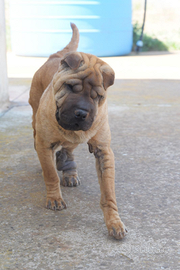 Simil sharpei ,Anita cucciola di 1 anno