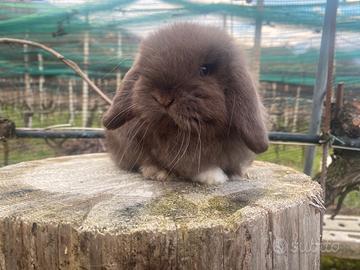 Coniglio minilop