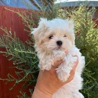Cuccioli maltese maschietti