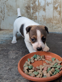Cucciolo maschio Jack Russell terrier