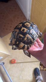 Tartarughe adulte da riproduzione