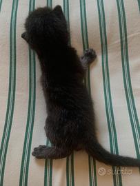 Gattino nero tabby