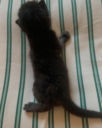 Gattino nero tabby