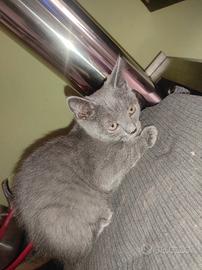 Certosino gattini