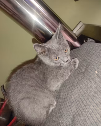 Certosino gattini