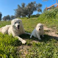 Splendidi Cuccioli di Pastore Maremmano Abruzzese