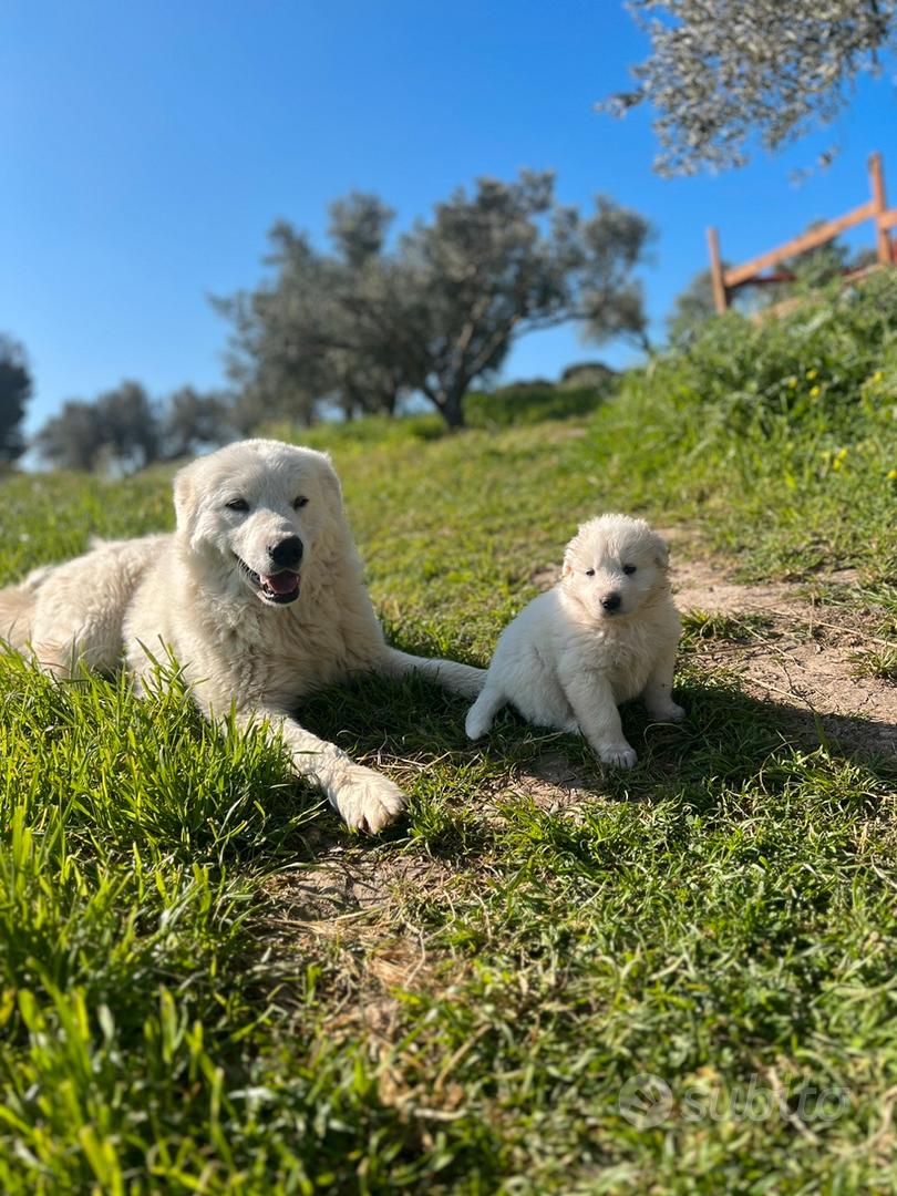 Splendidi Cuccioli di Pastore Maremmano Abruzzese - Animali In vendita ...