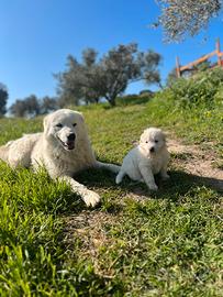 Splendidi Cuccioli di Pastore Maremmano Abruzzese