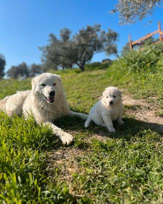 Splendidi Cuccioli di Pastore Maremmano Abruzzese