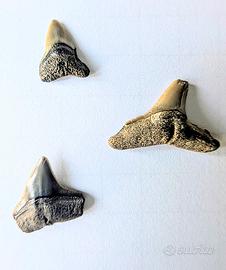 3 Denti Fossili squalo + Megalodonte