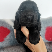 Cocker spaniel inglese pedigree PET TERAPY nero