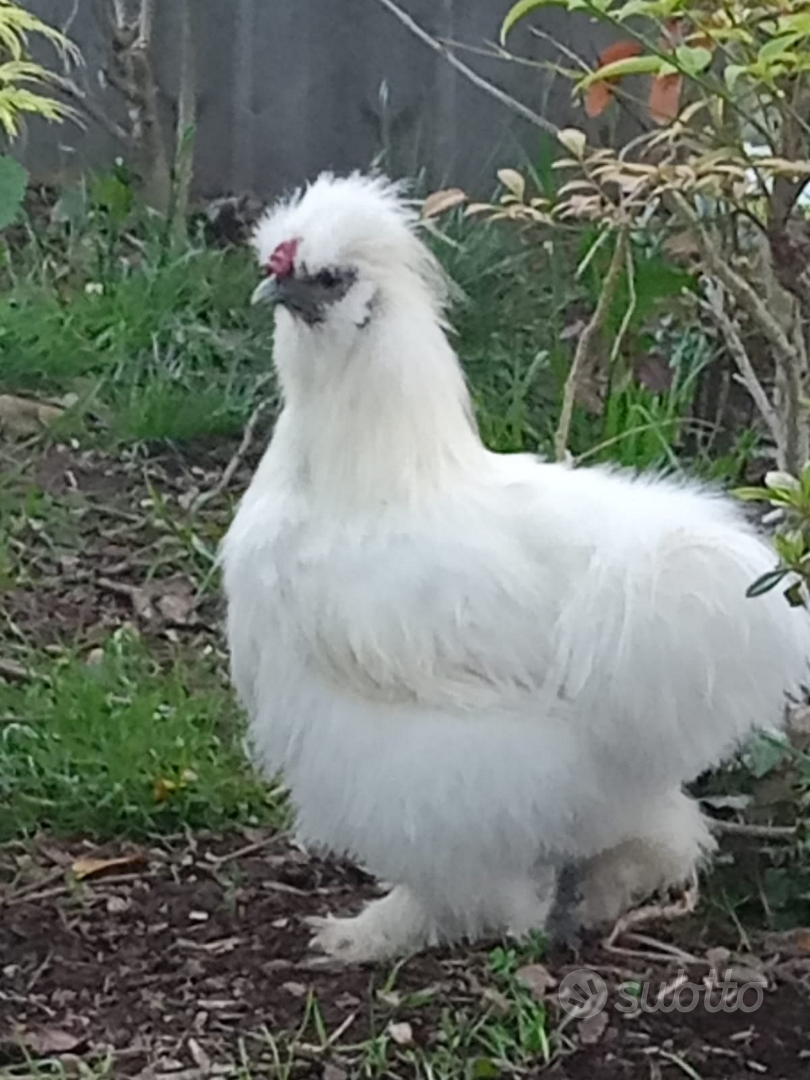 Coperta di peluche Gallo e gallina su bianco