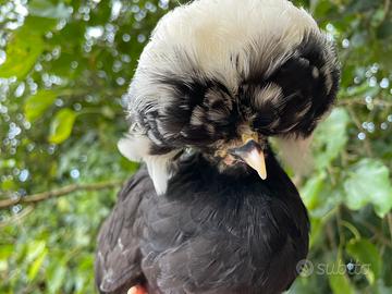 Galline olandesi ciuffate