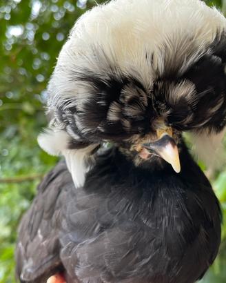 Galline olandesi ciuffate