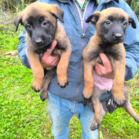 Pastore belga Malinois