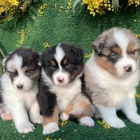 Cuccioli Pastore Australiano