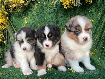 Cuccioli Pastore Australiano