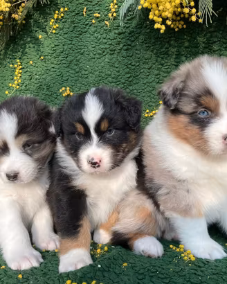 Cuccioli Pastore Australiano