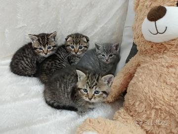 Garttini scottish fold