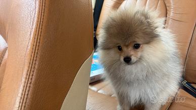 Spitz di pomerania nano