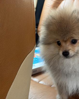 Spitz di pomerania nano