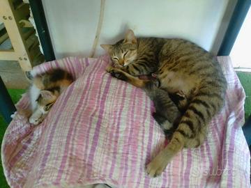 Affettuosissima gattina