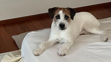 Cucciolo jack russell pelo ruvido