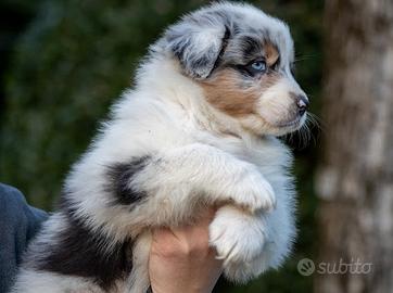 Cuccioli di Pastore Australiano