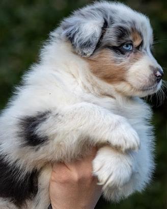 Cuccioli di Pastore Australiano