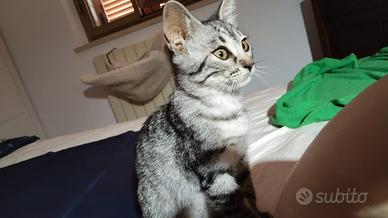 Gattina di due mesi in adozione