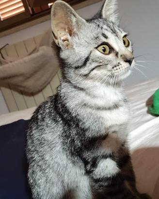 Gattina di due mesi in adozione