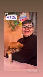 Assistente famigliare