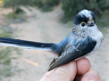 Coppia codibugnoli 2025