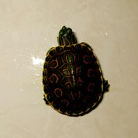 Tartaruga di acqua