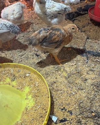 Galline Pulcinotti