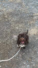 Cuccioli Lagotto romagnolo con pedigree