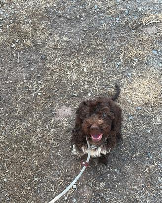 Cuccioli Lagotto romagnolo con pedigree