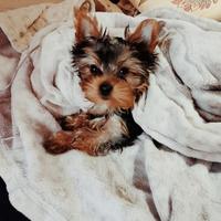 Yorki, nati a Roma il,05,12,25
