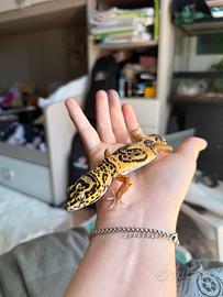 Geco leopardino