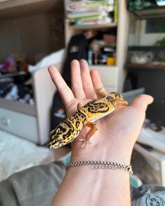 Geco leopardino