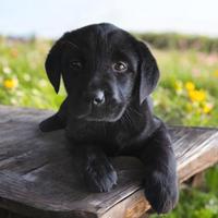Labrador Retriever con Pedigree Enci